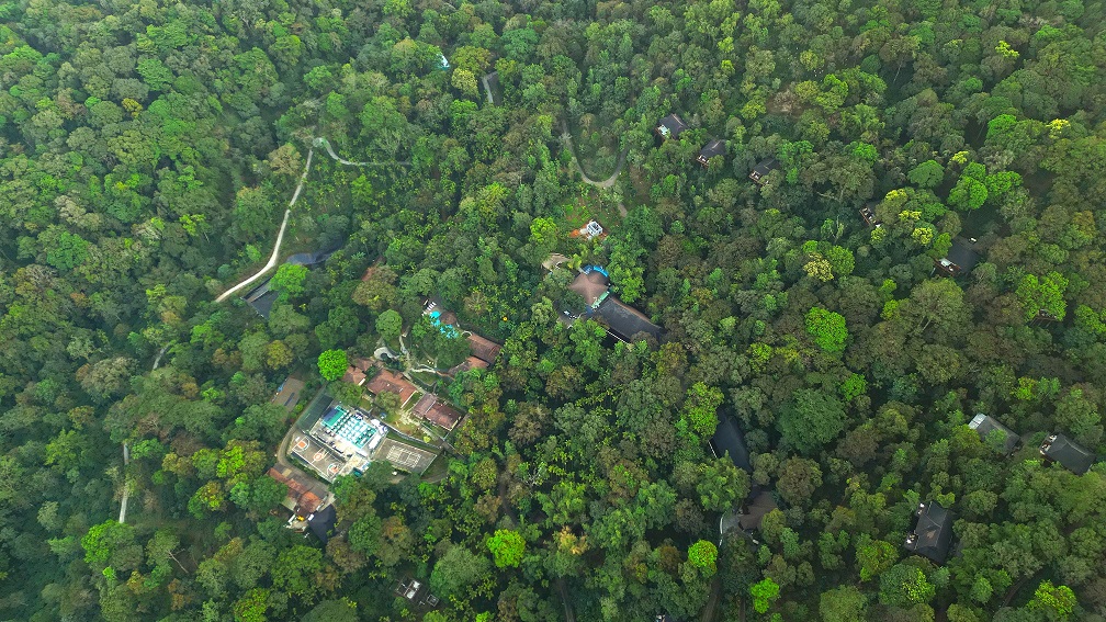 Aerial view of forested resort grounds