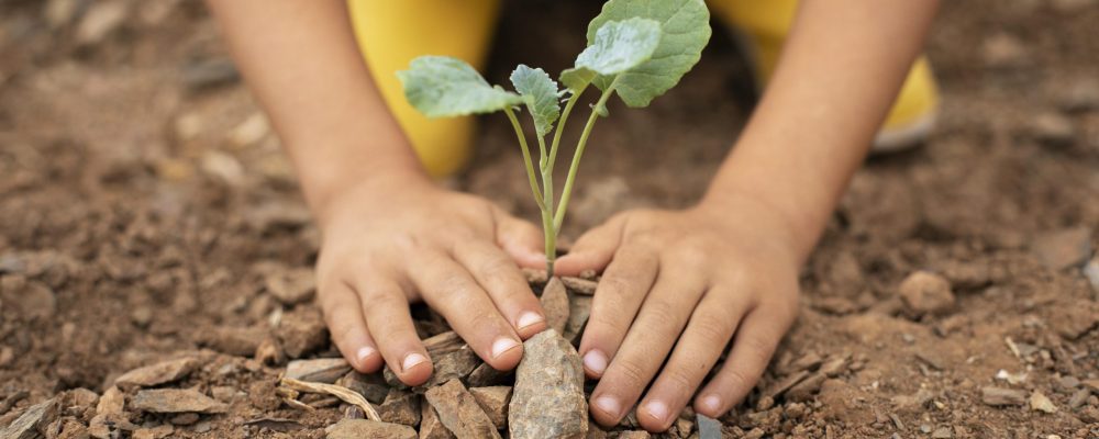 close-up-transplanting-process-plants (1)