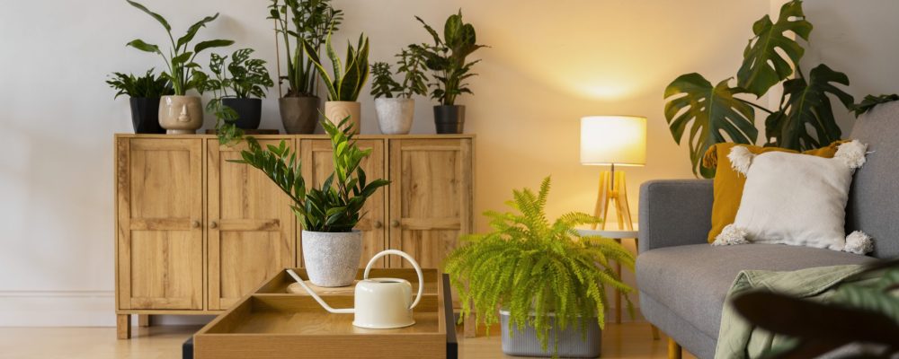 indoor-plants-studio